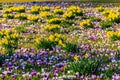 Purple crocus flowers and yellow daffodils on lawn at spring Royalty Free Stock Photo
