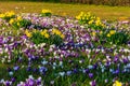 Purple crocus flowers and yellow daffodils on lawn at spring Royalty Free Stock Photo