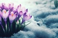 Purple Crocus growing in the early spring through snow. Royalty Free Stock Photo