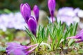 Purple crocus growing from earth outside.