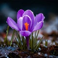 Purple crocus growing in the middle of the moss. Flowering flowers, a symbol of spring, new life Royalty Free Stock Photo