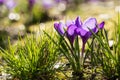 Purple crocus