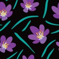 Purple crocus large scale seamless pattern on black background.