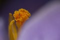 Purple Crocus Macro