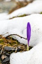 Purple crocus mountain flower seen from under the snow in the Rila Mountains in Bulgaria. Royalty Free Stock Photo