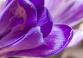 Purple crocus petals. Spring flower abstact macro