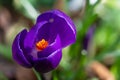 Detail of Purple crocus pistil