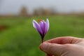 Purple crocus of a saffron flower is in girl& x27;s hands. Royalty Free Stock Photo