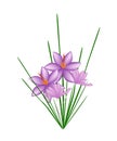 Purple Crocus Sativus Flower on White Background