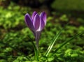 Purple crocus on a shady green meadow