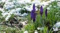 Purple crocus snow europe closeup