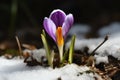 Purple crocus in the snow. First spring flowers in the forest. Made with Generative AI Royalty Free Stock Photo
