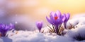 Purple crocus in the snow, macro close-up. Early spring flower Royalty Free Stock Photo