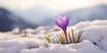 Purple crocus in the snow, macro close-up. Early spring flower Royalty Free Stock Photo