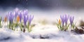 Purple crocus in the snow, macro close-up. Early spring flower Royalty Free Stock Photo