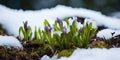 Purple crocus in the snow, macro close-up. Early spring flower Royalty Free Stock Photo