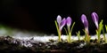 Purple crocus in the snow, macro close-up. Early spring flower Royalty Free Stock Photo