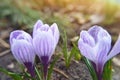 Purple crocus spring flower. Beautiful Floral wide panorama. Lilac crocuses in spring garden. Royalty Free Stock Photo