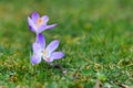 Purple crocus spring flower on blurry grass background blooming during late winter in February