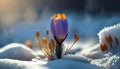 Purple Crocus spring flower growing in snow Royalty Free Stock Photo