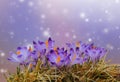 Purple crocus spring flowers in dry yellow grass on colored bokeh background Royalty Free Stock Photo