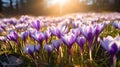 purple crocus spring flowers Royalty Free Stock Photo