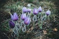 Purple crocus spring flowers in the nature Royalty Free Stock Photo