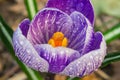 Purple crocus or suffron blossom close up. Blooming crocus flowers in the garden. Spring flowers with dew drops Royalty Free Stock Photo