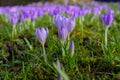 Purple Crocus vernus growing in warm sunrise on early morning Royalty Free Stock Photo