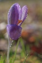 Purple crocus with water drops Royalty Free Stock Photo