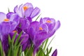 Purple crocus wild flower Royalty Free Stock Photo
