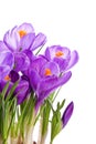 Purple crocus Royalty Free Stock Photo