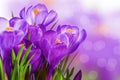 Purple crocus Royalty Free Stock Photo