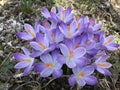 Purple crocuses