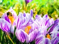 Purple Crocuses With A Bee Royalty Free Stock Photo
