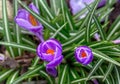 Purple crocuses in bloom with green leaves Royalty Free Stock Photo