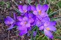 Purple crocuses in bloom with yellow stamen Royalty Free Stock Photo