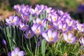 Crocuses blooming in early spring Royalty Free Stock Photo