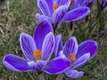 Purple crocuses blooming in a meadow near the forest in early spring Royalty Free Stock Photo