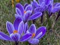 Purple crocuses blooming in a meadow near the forest in early spring Royalty Free Stock Photo