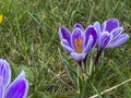 Purple crocuses blooming in a meadow near the forest in early spring Royalty Free Stock Photo