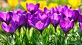 Purple crocuses blooming in spring garden Royalty Free Stock Photo