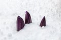 Purple Crocuses Buds in Deep White Snow