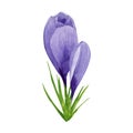 Purple crocuses composition, spring flowers. Hand painted watercolor floral illustration isolated on white background. Design