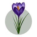 Purple crocuses composition, spring flowers. Hand painted watercolor floral illustration isolated on white background. Design