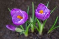 Purple Crocuses With Delicate Petals And Yellow Stamens Royalty Free Stock Photo