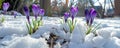 Purple crocuses emerging from snow Royalty Free Stock Photo