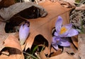 Purple crocuses find the sunshine despite the contours of the dried oak leaf