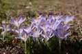 Purple crocuses first warm spring day