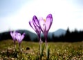 Purple crocuses - flowers